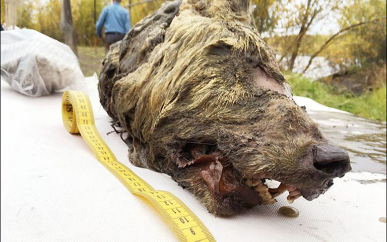 Kεφάλι προϊστορικού λύκου βρέθηκε σχεδόν άθικτο στη Σιβηρία