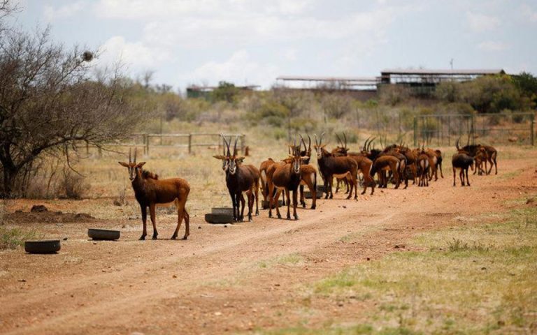 Ναμίμπια: Αγρια ζώα προς… πώληση λόγω ξηρασίας