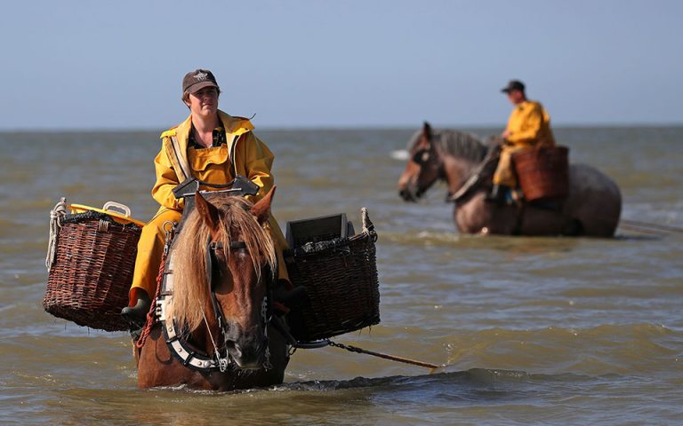 Παραδοσιακό ψάρεμα γαρίδας με άλογο στο Βέλγιο