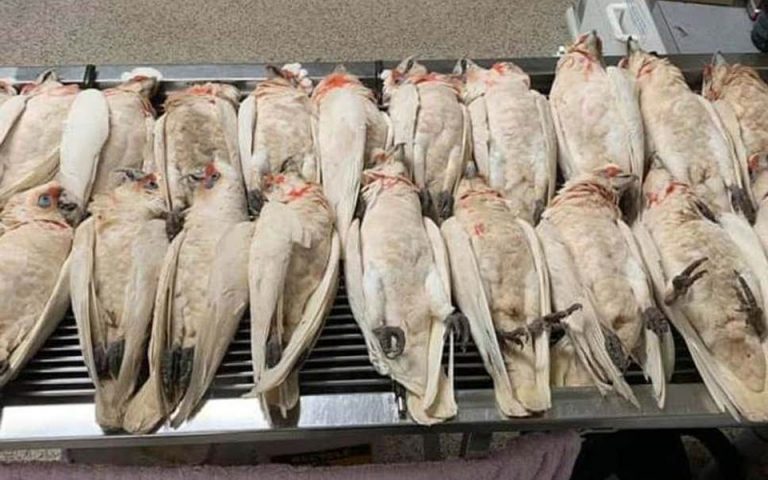 Αυστραλία: Δεκάδες πουλιά έπεσαν νεκρά από τον ουρανό της Αδελαΐδας