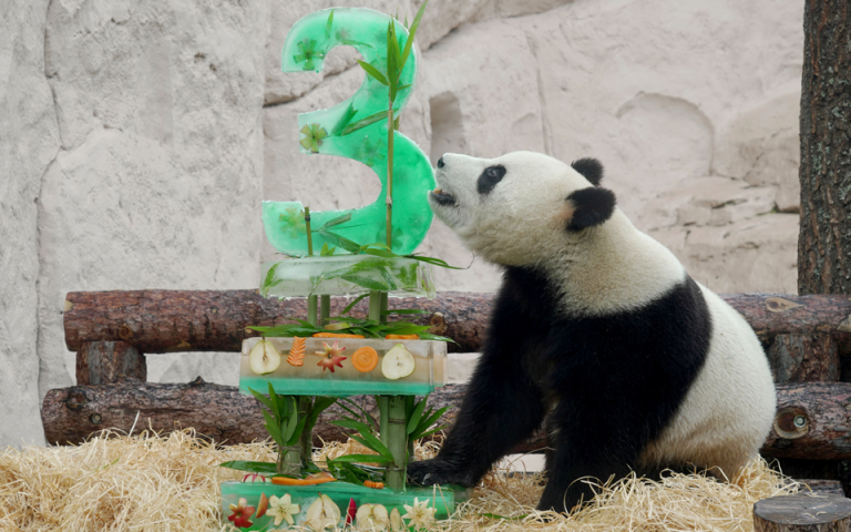 Με εξωτικές τούρτες γιόρτασαν τα γενέθλιά τους δύο πάντα από την Κίνα (φωτογραφίες)