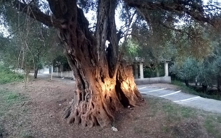 Ενα από τα αρχαιότερα ελαιόδεντρα του κόσμου βρίσκεται στην Κέρκυρα (φωτογραφίες)