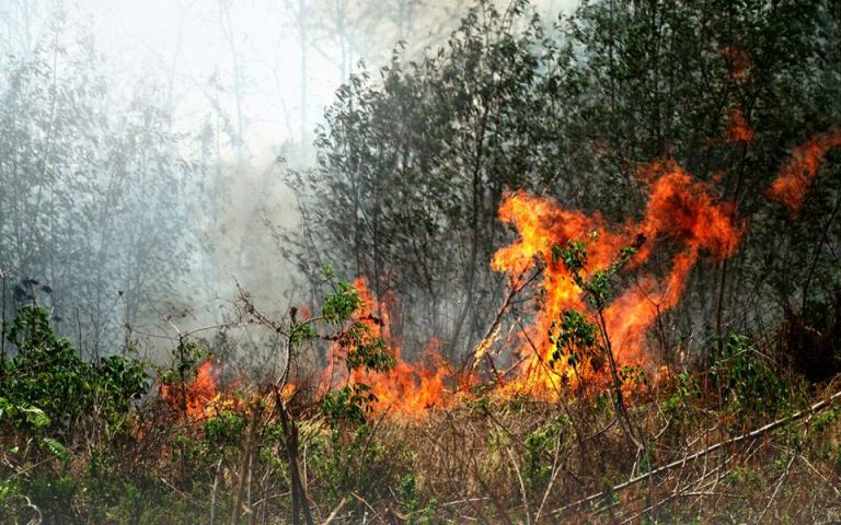 Τριανταεννέα δασικές πυρκαγιές το τελευταίο 24ωρο σε όλη τη χώρα