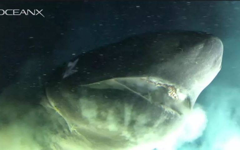 Ερευνητές κατέγραψαν σπάνιο καρχαρία 6 μέτρων (βίντεο)
