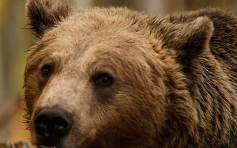 Επιχείρηση διάσωσης για παγιδευμένο αρκουδάκι στην Κόνιτσα