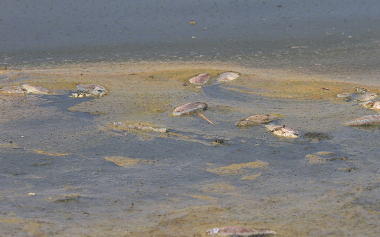 Χιλιάδες νεκρά ψάρια στη λίμνη Κορώνεια – μειώθηκε η στάθμη του νερού