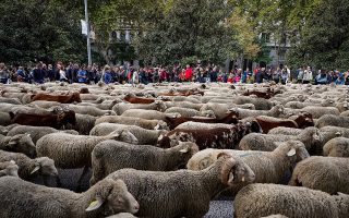 epa07936392 Hundreds of sheep are led through a street in downtown Madrid, Spain, 20 October 2019, during the 26th edition of the Fiesta de la Transhumancia (Transhumance Festival). The annual event sees hundreds of sheep led by shepherds through the Spanish capital in a tradition of seasonal livestock migration from the Middle Ages held to stress the importance of shepherds in the rural development and their culture in Spain.  EPA/EMILIO NARANJO