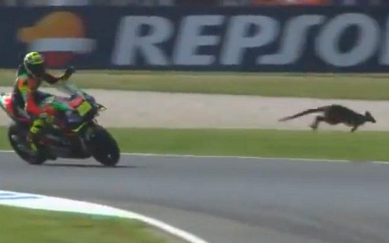 Καγκουρό στην πίστα του Moto GP Αυστραλίας (βίντεο)