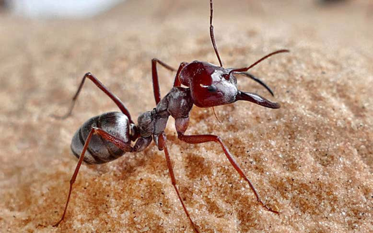 Το πιο γρήγορο μυρμήγκι ζει στη Σαχάρα και διασχίζει σχεδόν ένα μέτρο ανά δευτερόλεπτο