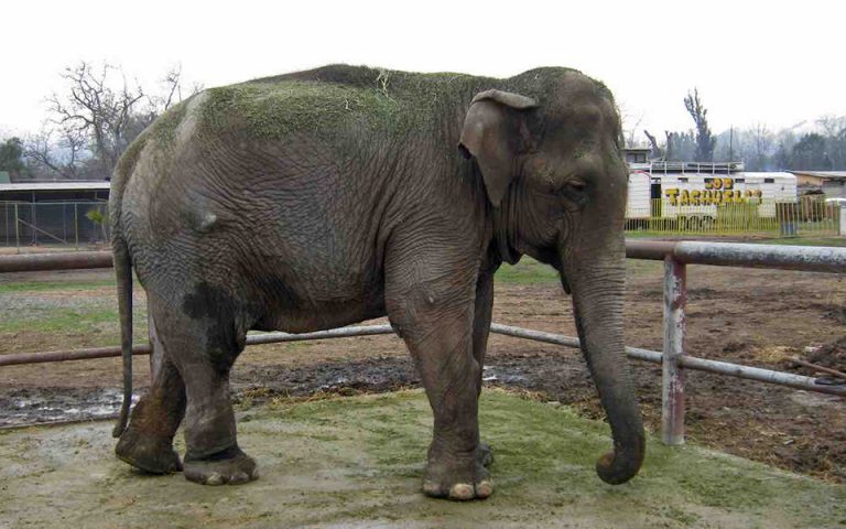 Απελευθερώθηκε στη φύση γέρικος ελέφαντας που πέρασε δεκαετίες σε τσίρκο (βίντεο)