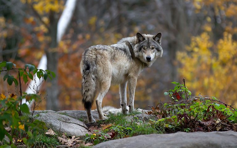 Έκτακτα μέτρα στην Κοζάνη για ζευγάρι λύκων που κινούνται στα περίχωρα
