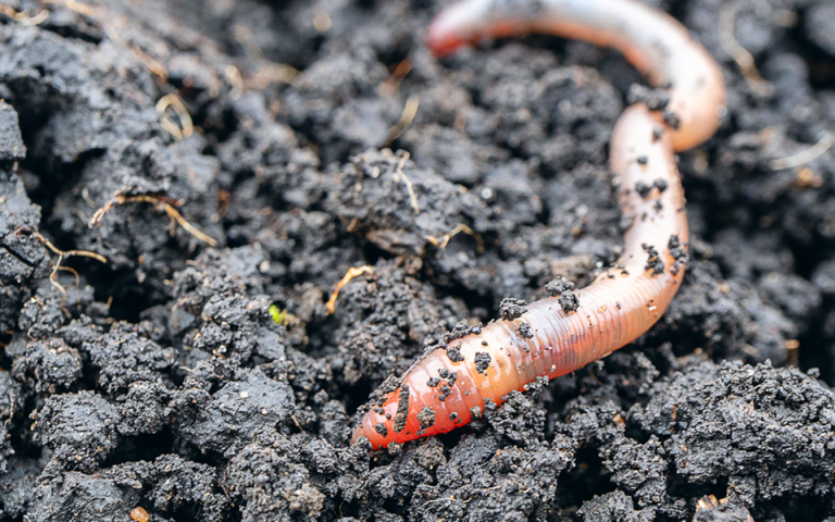 Πάνω από 150 σκουλήκια ζουν σε ένα τετραγωνικό μέτρο χώματος στις εύκρατες τοποθεσίες