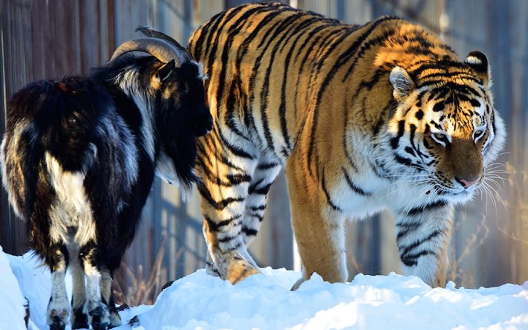 Πέθανε ο τράγος Τιμούρ – διάσημος για τη φιλία του με τον τίγρη Αμούρ