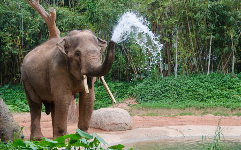 Ελέφαντας της Σουμάτρας βρέθηκε αποκεφαλισμένος με ξεριζωμένους τους χαυλιόδοντές του
