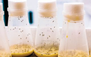 Τζίρο μεταξύ 30 και 50 δισ. ευρώ προβλέπεται πως θα έχει στα επόμενα χρόνια η αγορά πρωτεϊνών από έντομα.