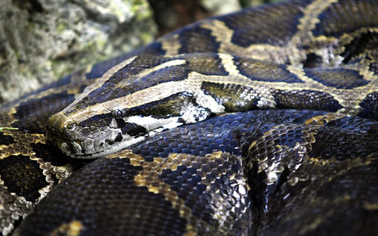 ΗΠΑ: Γυναίκα βρέθηκε νεκρή με έναν πύθωνα γύρω από τον λαιμό της σε σπίτι με 140 φίδια