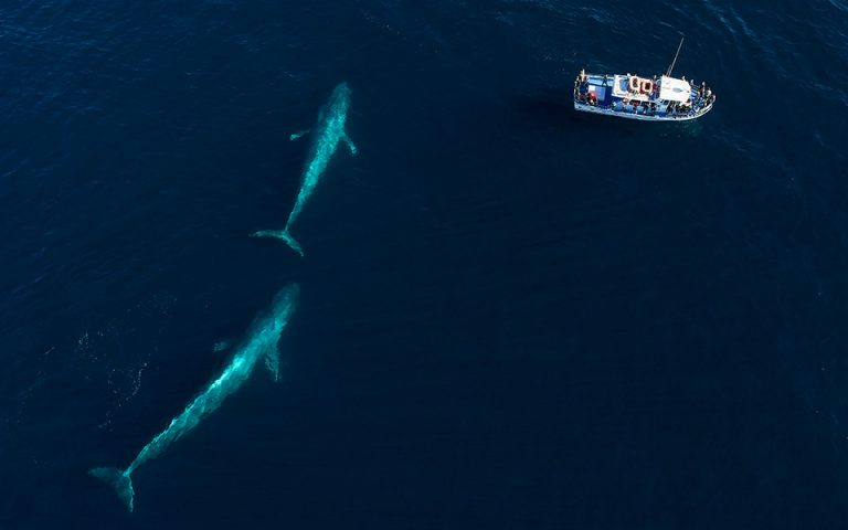 Επιστήμονες άκουσαν για πρώτη φορά την καρδιά μιας γαλάζιας φάλαινας (βίντεο)