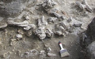 This 2010 photo provided by Russell L. Ciochon shows an exposed bone bed of Homo erectus fossils at Ngandong, Java, Indonesia. In a report released Wednesday, Dec. 18, 2019 by the journal Nature, scientists conclude the remains are between 108,000 and 117,000 years old. Homo erectus is generally considered an ancestor of our species. (Russell L. Ciochon/University of Iowa via AP)