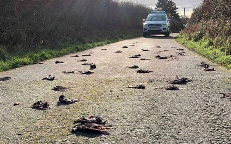 Εκατοντάδες ψαρόνια έπεσαν νεκρά από τον ουρανό σε ουαλικό χωριό (βίντεο)