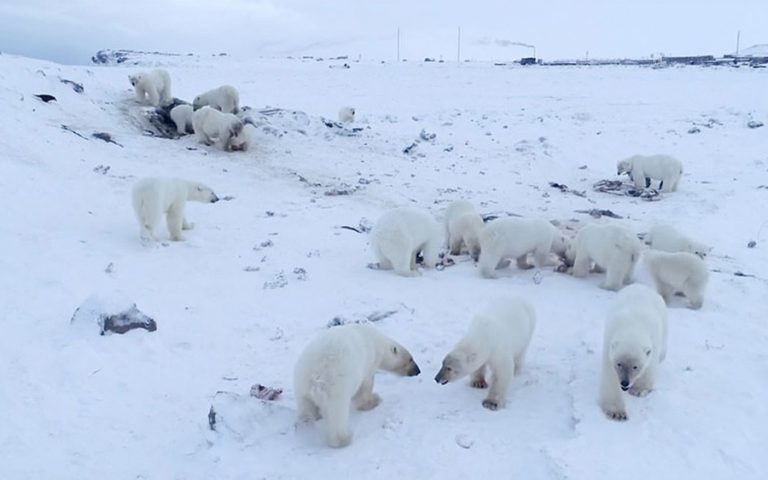 Δεκάδες πολικές αρκούδες «εγκλωβισμένες» στα περίχωρα ρωσικού χωριού (βίντεο)