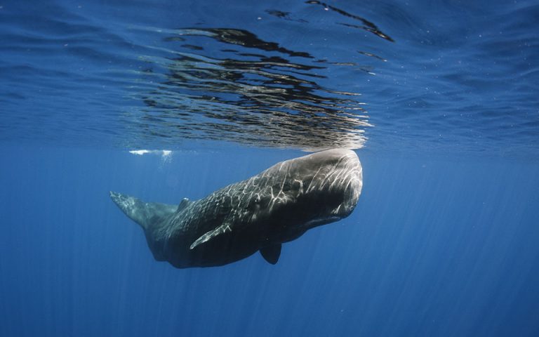 Απορρίματα 100 κιλών στο στομάχι νεκρής φάλαινας στις ακτές της Σκωτίας