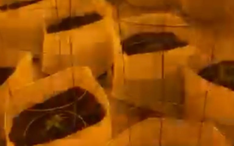 Χασισοφυτεία 600 τ.μ. στον Κουβαρά Αττικής εντόπισε ο ΣΔΟΕ (βίντεο)