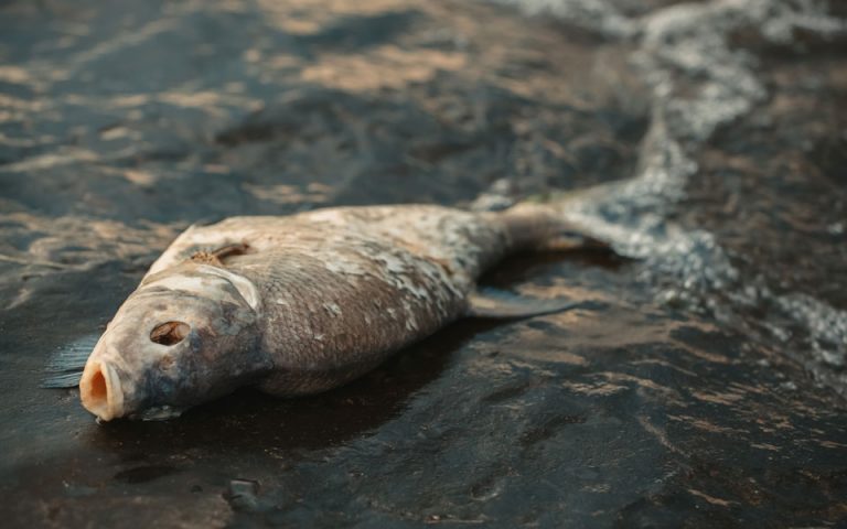 Βουλγαρία: Νεκρά ψάρια ξεβράστηκαν στις όχθες ποταμών – Έρευνα των αρχών