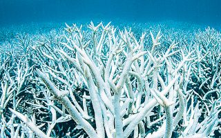 Το θερμικό στρες, εξαιτίας της υπερθέρμανσης των υδάτων, ενισχύεται στο μεγαλύτερο σύμπλεγμα κοραλλιογενών υφάλων του κόσμου.