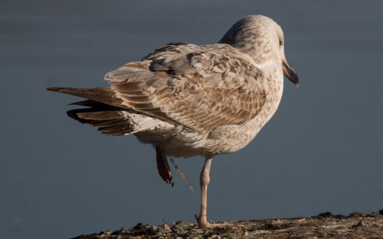Καστοριά: Το ξεπάγωμα της λίμνης «αποκάλυψε» πτώματα πουλιών μπλεγμένων σε δίχτυα