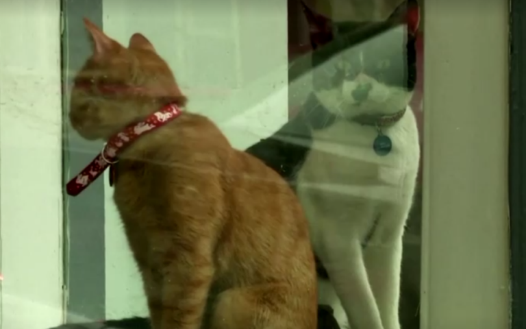 Νέα Υόρκη: Δύο γάτες έγιναν τα πρώτα κατοικίδια με κορωνοϊό στις ΗΠΑ
