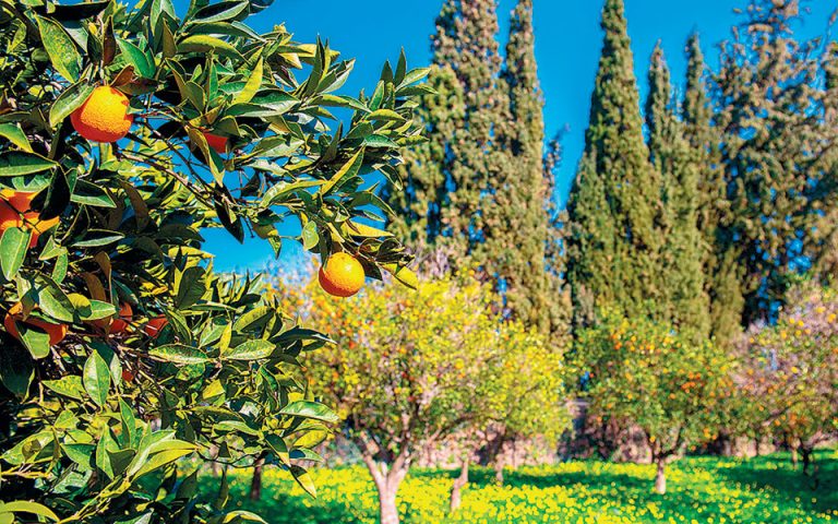 Ανάρπαστα τα ελληνικά πορτοκάλια εξαιτίας της πανδημίας