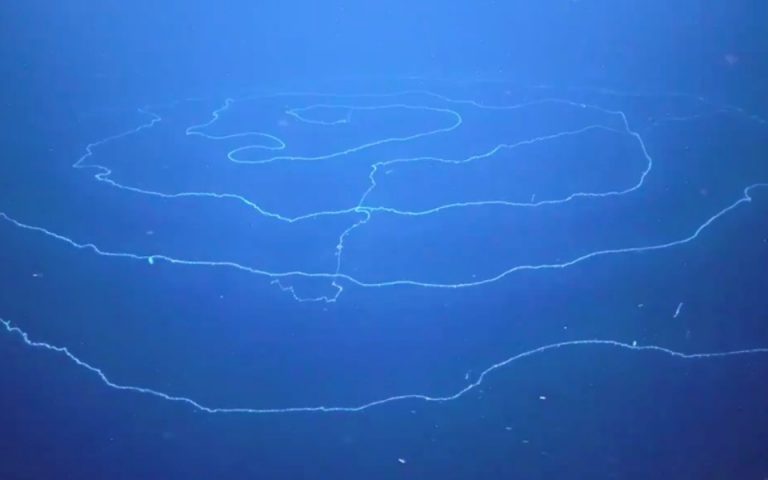 Ανακαλύφθηκε στα βάθη της θάλασσας το μακρύτερο πλάσμα στον πλανήτη (βίντεο)