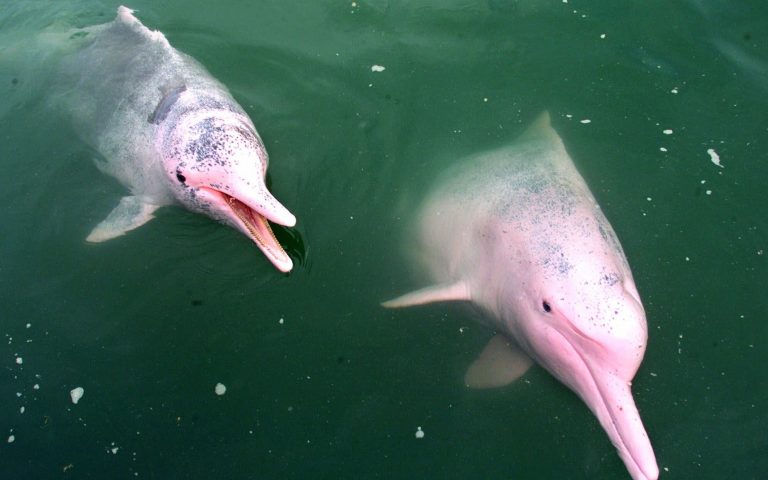Ταϊλάνδη: Η απουσία τουριστών έβγαλε τα ροζ δελφίνια από τις «κρυψώνες» τους (βίντεο)