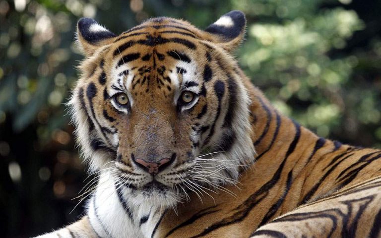 Νέα Υόρκη: Θετική στον κορωνοϊό τίγρης στον ζωολογικό κήπο του Μπρονξ