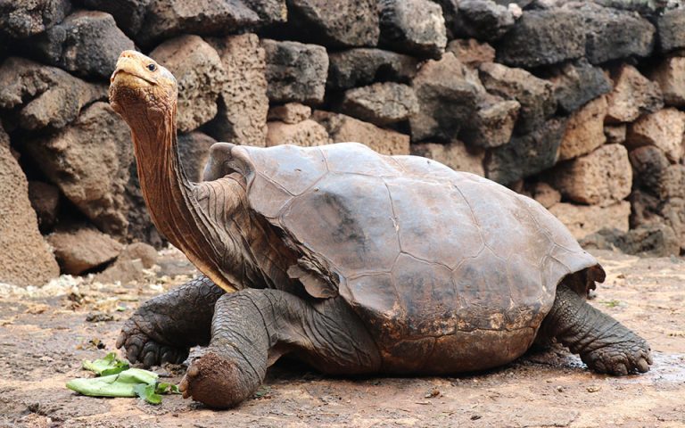 Αποσύρθηκε ο Ντιέγκο, η χελώνα με τη θρυλική λίμπιντο που έσωσε το είδος της από την εξαφάνιση