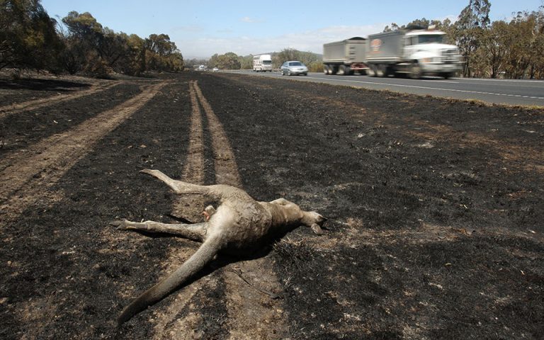 Τρία δισεκατομμύρια ζώα κάηκαν ή εκτοπίστηκαν στις φονικές πυρκαγίες της Αυστραλίας