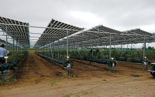 Το πρωτοποριακό στέγαστρο, τοποθετημένο σε καλλιέργεια με μύρτιλα στην Ολλανδία. Το διαφανές ηλιακό πάνελ φέρει ειδική επίστρωση από νανοϋλικά.