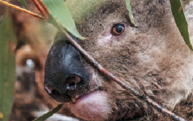 Τρία δισ. ζώα κάηκαν στην Αυστραλία