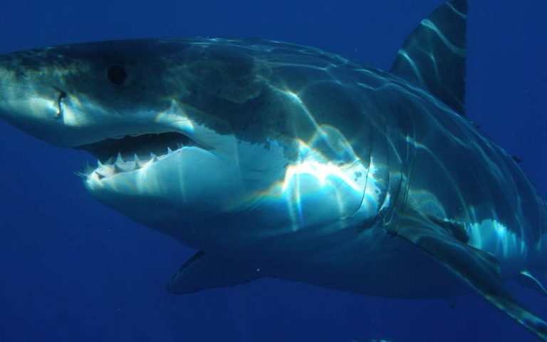 Αυστραλία: Καρχαρίας κατασπάραξε 17χρονο σέρφερ