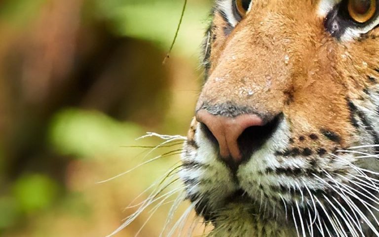Ελβετία: Φύλακας ζωολογικού κήπου τραυματίσθηκε θανάσιμα από τίγρη Σιβηρίας