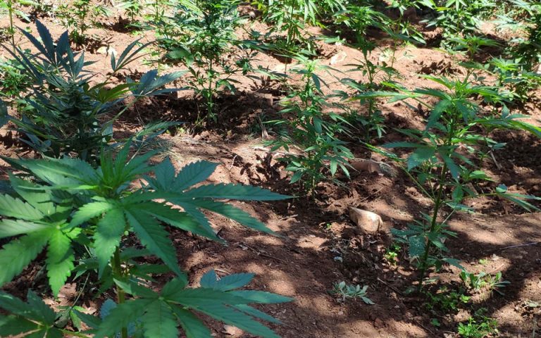 Ηλεία: Εντοπίστηκε οργανωμένη φυτεία δενδρυλλίων κάνναβης – Μια σύλληψη