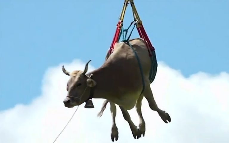 Ελβετία: 1.000 αγελάδες «πέταξαν» με ελικόπτερο το 2020 (βίντεο)