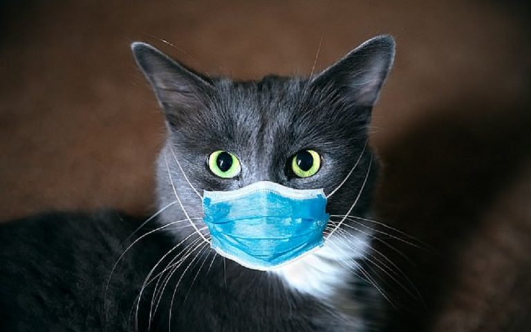Κορωνοϊός: Πολλές γάτες μολύνονται από τα αφεντικά τους