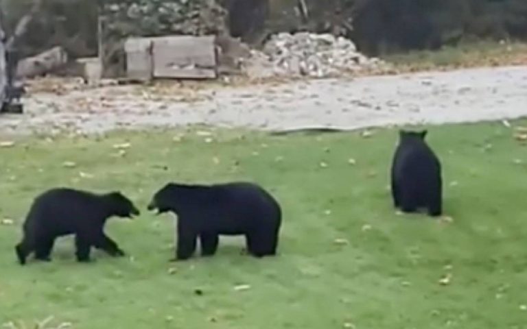 «Είναι πέντε αρκούδες και παίζουν στην αυλή μου!» (βίντεο)