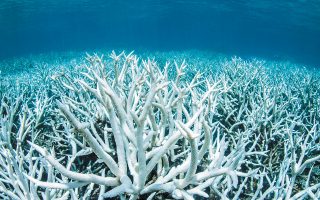 Από το 1995 έως τώρα έχουν καταγραφεί πέντε περίοδοι μαζικού θανάτου (λεύκανσης) κοραλλιών, εκ των οποίων οι τρεις την τελευταία πενταετία (φωτ. REUTERS).