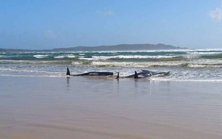 Νέα Ζηλανδία: Νεκρές τουλάχιστον 100 φάλαινες που εξώκειλαν