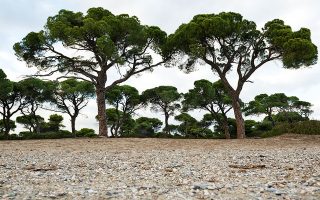 Το δάσος του Σχινιά είναι γεμάτο πεύκα (Pinus halepensis) και κουκουναριές (Pinus pinea) με τη χαρακτηριστική ομπρελοειδή κόμη. Μέσα στην επόμενη διετία αναμένεται να φυτευτούν ακόμα περίπου 600 κουκουναριές (φωτογραφίες ΒΑΓΓΕΛΗΣ ΖΑΒΟΣ).
