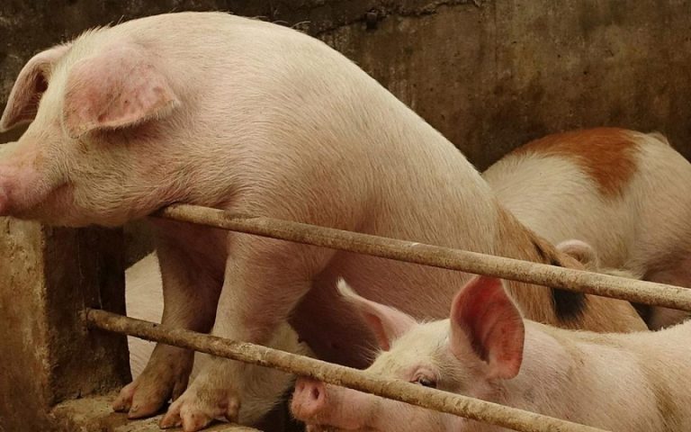 ΗΠΑ: Ο κορωνοϊός οδηγεί χιλιάδες γουρούνια σε ευθανασία (βίντεο)