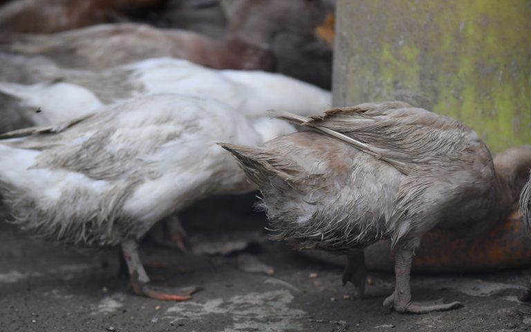 Ολλανδία: Θανάτωση 190.000 πουλερικών σε δύο εκτροφεία