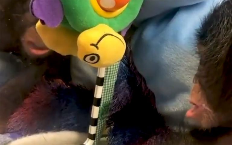 Μωρό – χιμαπτζής κοιτάζεται για πρώτη φορά σε καθρέπτη (βίντεο)